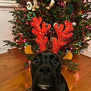Mavis is registered to the contest to win money with this photo: dog, black_dog, reindeer_antlers, christmas_tree, holiday_decorations, ornaments, christmas_lights, wooden_floor, carpet, indoor, pet, festive, cute, animal, holiday_season, christmas, decor, bright, sparkly, close_up