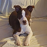 Aska participe au concours pour gagner de l'argent avec cette photo : dog, brown, white, pet, canine, couch, indoor, fur, ears, paws, laying, animal, looking, portrait, soft, relaxed, domestic, cute, companion, home