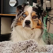 Rocky a rejoint le concours — aidez-le/la à gagner de superbes lots ! dog, australian_shepherd, heterochromia, blue_eye, brown_eye, fur, pet, indoor, blanket, furniture, technology, tv_screen, shelf, relaxed, close_up, animal, cute, companion, household, portrait
