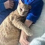 cat, person, arm, blue_hoodie, lying_down, furry, pet, cozy, indoor, comfort, resting, close_up, soft_texture, beige_cat, hand, smile, cuddle, relaxation, companion, bond