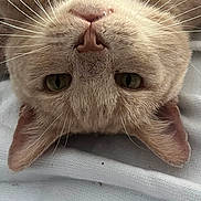 Nougat participe au concours pour gagner de l'argent avec cette photo : cat, upside_down, close_up, beige, whiskers, nose, ears, sleepy, pet, feline, animal, domestic, fur, texture, blanket, relaxed, cute, indoor, portrait, resting