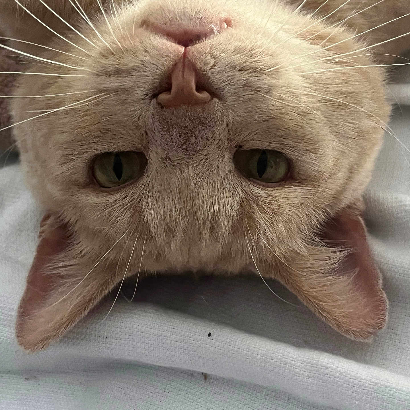Nougat participe au concours pour gagner de l'argent avec cette photo : animal, beige, blanket, cat, close_up, cute, domestic, ears, feline, fur, indoor, nose, pet, portrait, relaxed, resting, sleepy, texture, upside_down, whiskers