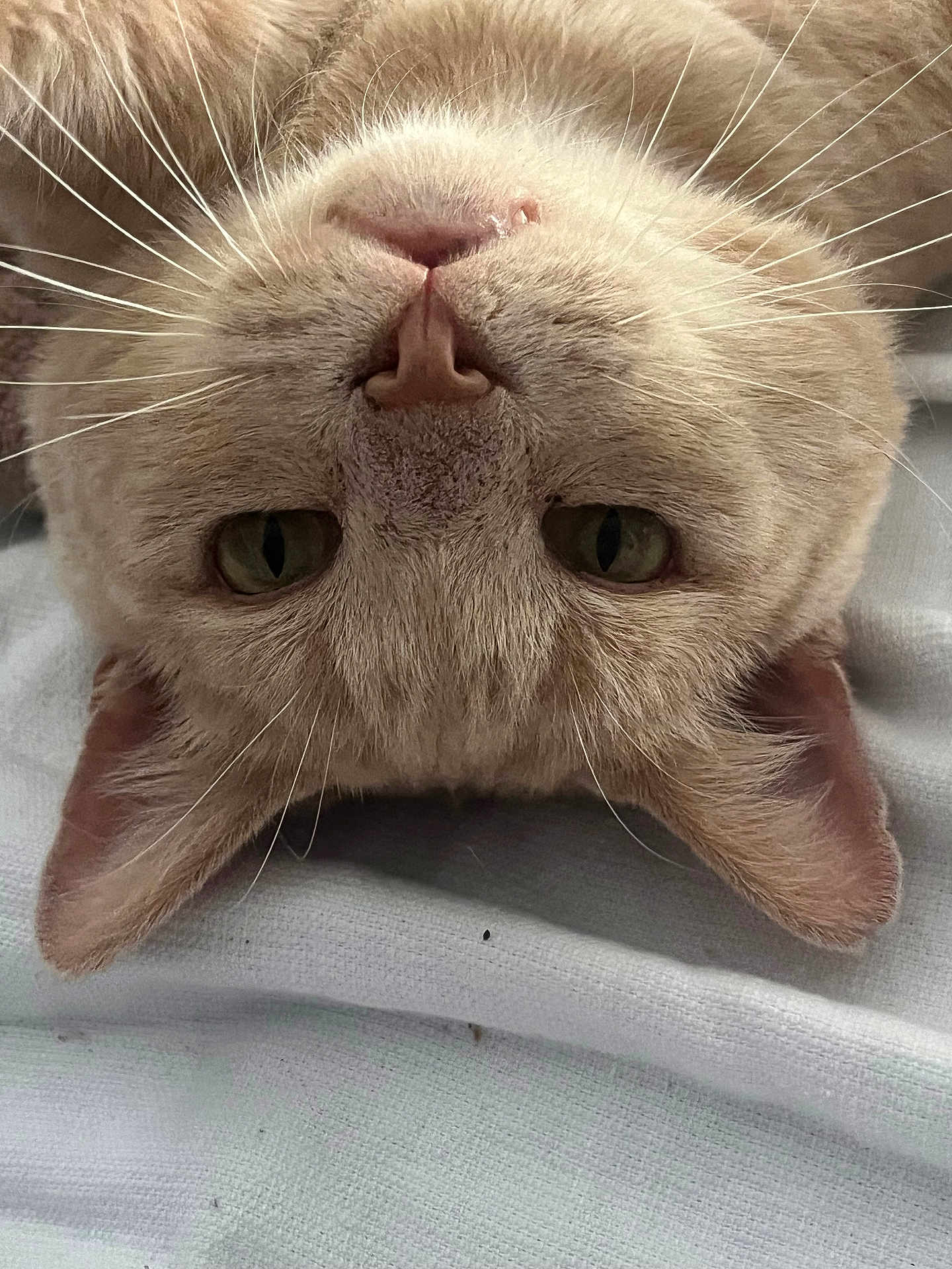 Nougat participe au concours pour gagner de l'argent avec cette photo : cat, upside_down, close_up, beige, whiskers, nose, ears, sleepy, pet, feline, animal, domestic, fur, texture, blanket, relaxed, cute, indoor, portrait, resting