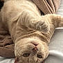 Nougat participe au concours pour gagner de l'argent avec cette photo : animal, bed, blanket, cat, closeup, cozy, cream_colored, cute, domestic, feline, fur, indoor, paw, pet, relaxed, sleepy, soft, stretching, upside_down, whiskers