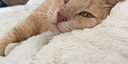 Nougat a rejoint le concours — aidez-le/la à gagner de superbes lots ! animal, beige_cat, calm, cat, close_up, comfort, cozy, cute, domestic_cat, feline, fluffy_blanket, fur, indoor, laying_down, pet, relaxed, resting, sleepy, soft_texture, whiskers