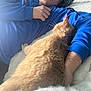 Nougat participe au concours pour gagner de l'argent avec cette photo : bed, blanket, blue_jacket, casual, cat, closeup, comfort, cozy, feline, fur, glasses, hand, indoor, nap, orange_cat, person, relaxation, resting, sleeping, soft