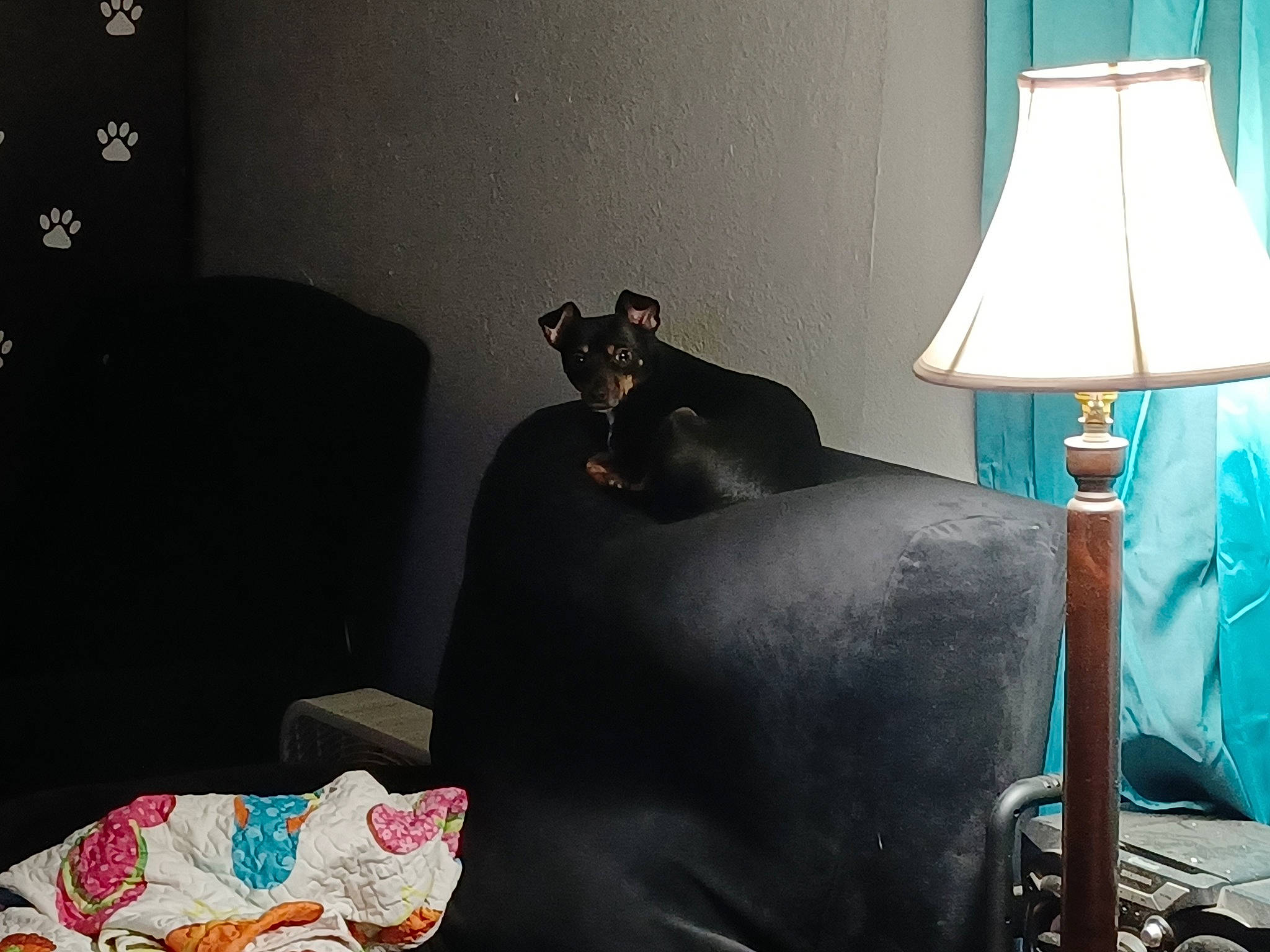 Chachi is registered to the contest to win money with this photo: black, blue, carnivore, comfort, companion_dog, couch, dog, floor, flooring, green, grey, house, interior_design, lamp, light, lighting, living_room, shade, tints_and_shades, working_animal