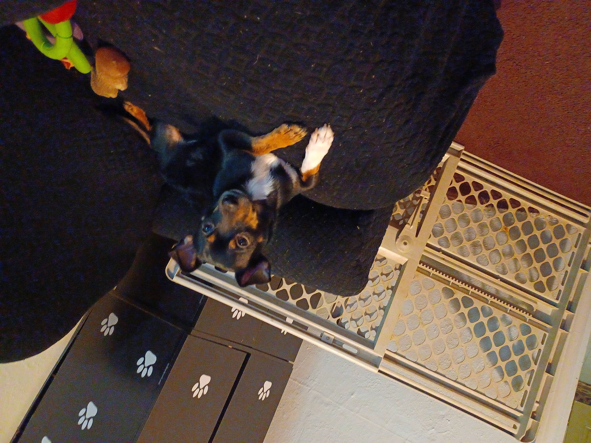 Chachi is registered to the contest to win money with this photo: canidae, carnivore, companion_dog, dog, dog_breed, fawn, flooring, font, fur, laptop, metal, portable_communications_device, room, shadow, space, sporting_group, tail