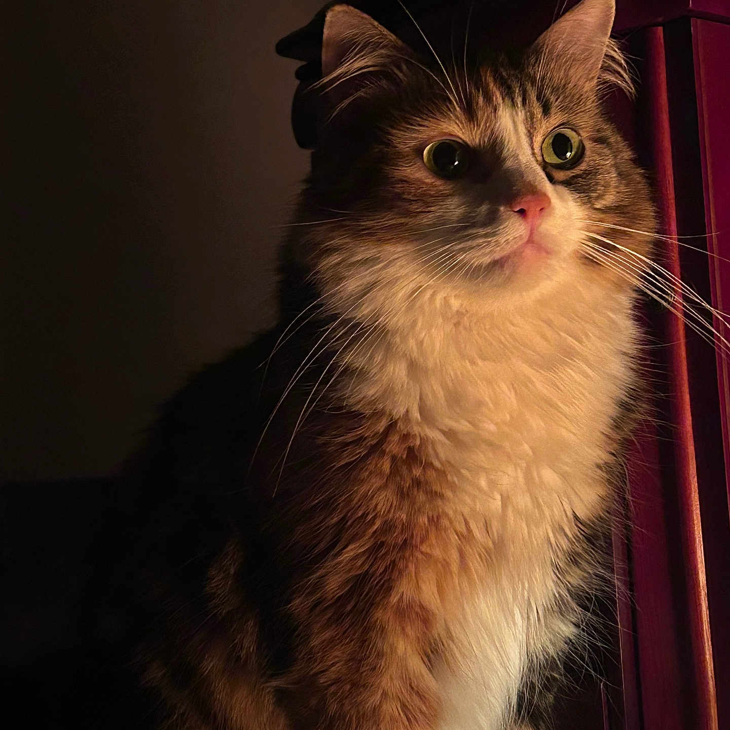 Dina