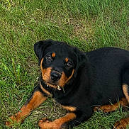 Seven is registered to the contest to win money with this photo: rottweiler, puppy, dog, grass, outdoor, pet, canine, cute, black_and_tan, laying, young, animal, fur, ears, collar, nature, playful, greenery, snack, summer