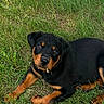 animal, black_and_tan, canine, collar, cute, dog, ears, fur, grass, greenery, laying, nature, outdoor, pet, playful, puppy, rottweiler, snack, summer, young