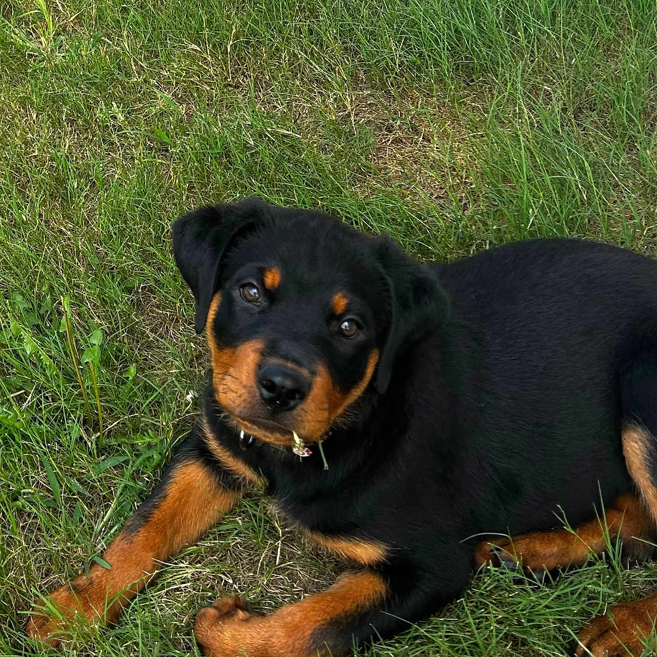 Seven is registered to the contest to win money with this photo: rottweiler, puppy, dog, grass, outdoor, pet, canine, cute, black_and_tan, laying, young, animal, fur, ears, collar, nature, playful, greenery, snack, summer