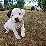 animal, background, black_ear, canopy, cute, daytime, dog, field, grass, group, nature, outdoor, park, pet, playful, puppy, sunlight, trees, white_puppy, young_dog