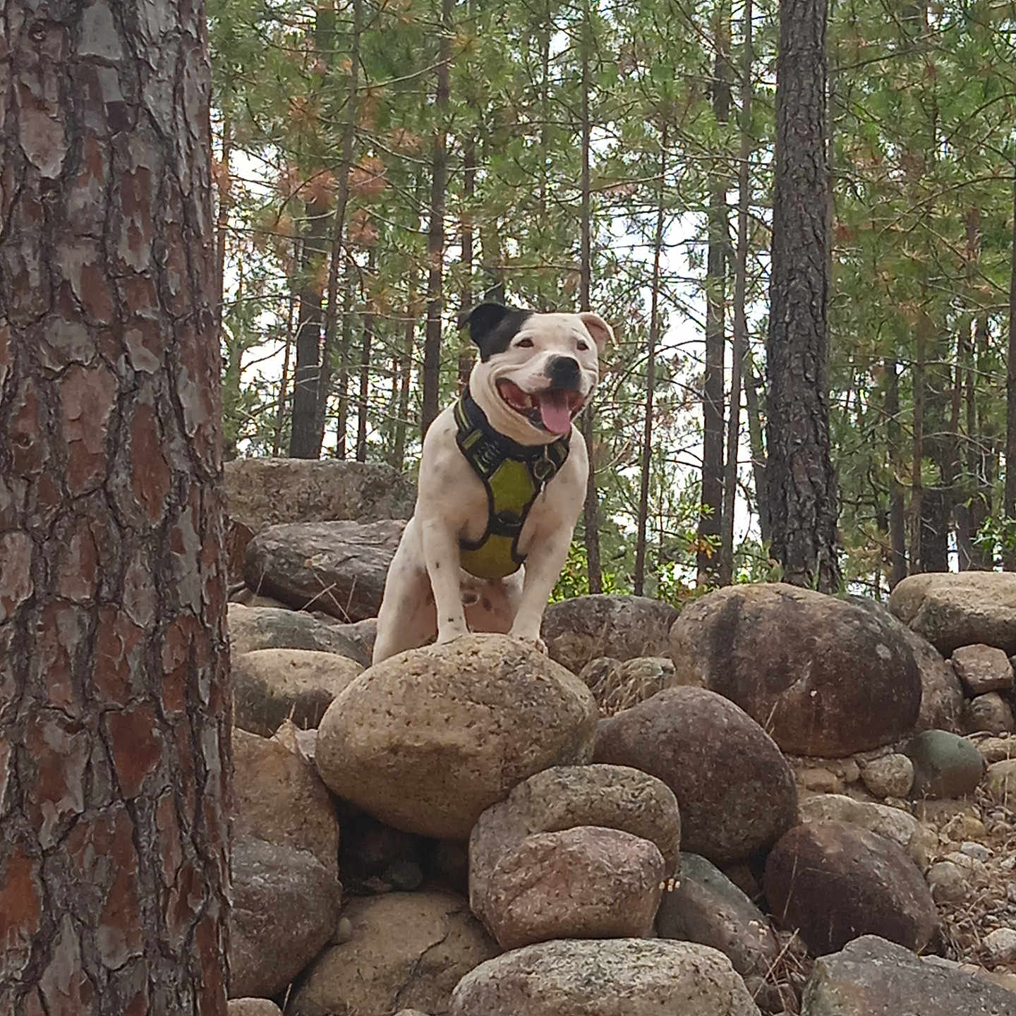 Thanos a rejoint le concours — aidez-le/la à gagner de superbes lots ! adventure, animal, canine, daylight, dog, forest, happy, harness, nature, outdoor, pet, pine_tree, playful, rocks, scenery, smiling, standing, tongue_out, tree, wildlife