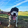animal, blue_sky, canine, cap, collar, dog, field, grass, happy, nature, outdoor, person_hand, pet, playful, smiling, spiked_cap, sunlight, tattoo, tongue_out, white_dog