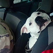 Thanos participe au concours pour gagner de l'argent avec cette photo : animal, backseat, black_nose, canine, car_interior, car_seat, companion, curious, dog, ears, headrest, looking, passenger, pet, road_trip, seatbelt, side_view, travel, white_dog, window