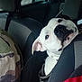 animal, backseat, black_nose, canine, car_interior, car_seat, companion, curious, dog, ears, headrest, looking, passenger, pet, road_trip, seatbelt, side_view, travel, white_dog, window
