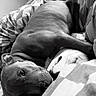 Volt Et Maylone participe au concours pour gagner de l'argent avec cette photo : dog, canine, pet, short_hair, lying_down, bed, blanket, bedroom, indoor, black_and_white, portrait, close_up, upside_down, relaxed, cuddling, sleeping, adorable, eyes, bedding, text_overlay