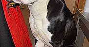 Volt Et Maylone a rejoint le concours — aidez-le/la à gagner de superbes lots ! dog, black_and_white, sitting, chair, indoors, portrait, pet, canine, short_hair, white_fur, black_fur, floppy_ears, brown_eyes, nose, paws, flash_photography, furniture, tile_floor, home, animal