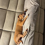 Volt Et Maylone participe au concours pour gagner de l'argent avec cette photo : dog, puppy, brown_dog, sleeping, lying_down, couch, sofa, blanket, pillow, indoor, home, living_room, sunlight, relaxed, cute, pet, animal, tan_fur, comfort, nap