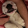 dog, puppy, white_dog, sleeping, lying_down, smiling, teeth, face, pet, cuddling, human_hand, human_arm, bed, bedding, blanket, indoors, portrait, close_up, funny, relaxed