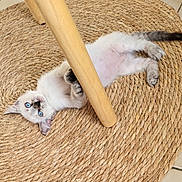 Vanille a rejoint le concours — aidez-le/la à gagner de superbes lots ! kitten, blue_eyes, wooden_leg, woven_rug, floor_tile, curious, playful, pet, small_paws, indoor, feline, texture, cozy, lying_down, fur, cute, animal, young, domestic, resting