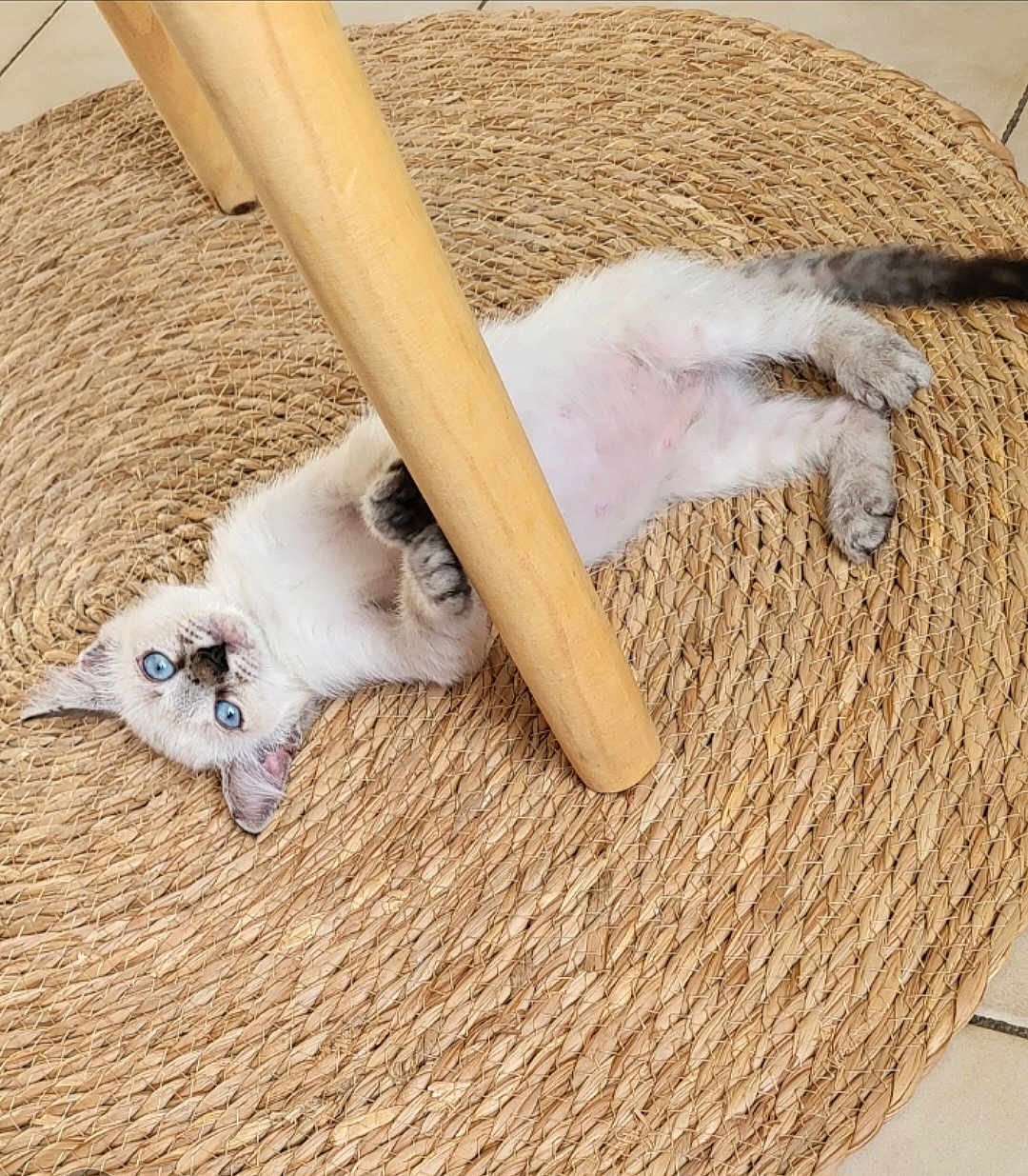Vanille a rejoint le concours — aidez-le/la à gagner de superbes lots ! kitten, blue_eyes, wooden_leg, woven_rug, floor_tile, curious, playful, pet, small_paws, indoor, feline, texture, cozy, lying_down, fur, cute, animal, young, domestic, resting