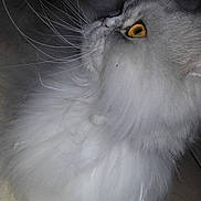 Misti a rejoint le concours — aidez-le/la à gagner de superbes lots ! cat, cat_like_mammal, close_up, domestic_long_haired_cat, eye, fauna, feather, fur, norwegian_forest_cat, nose, persian, small_to_medium_sized_cats, snout, whiskers