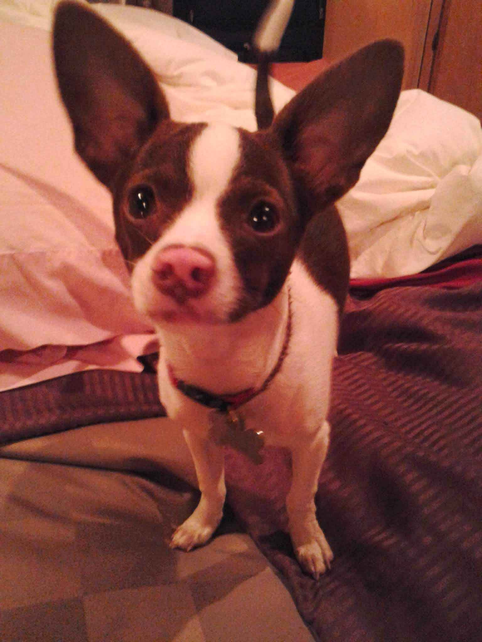 Taco joined the competition — help win amazing prizes! boston_terrier, canidae, carnivore, comfort, companion_dog, dog, dog_breed, ear, eye, fawn, fur, head, human_body, non_sporting_group, snout, sporting_group, terrestrial_animal, toy_dog, whiskers, working_animal