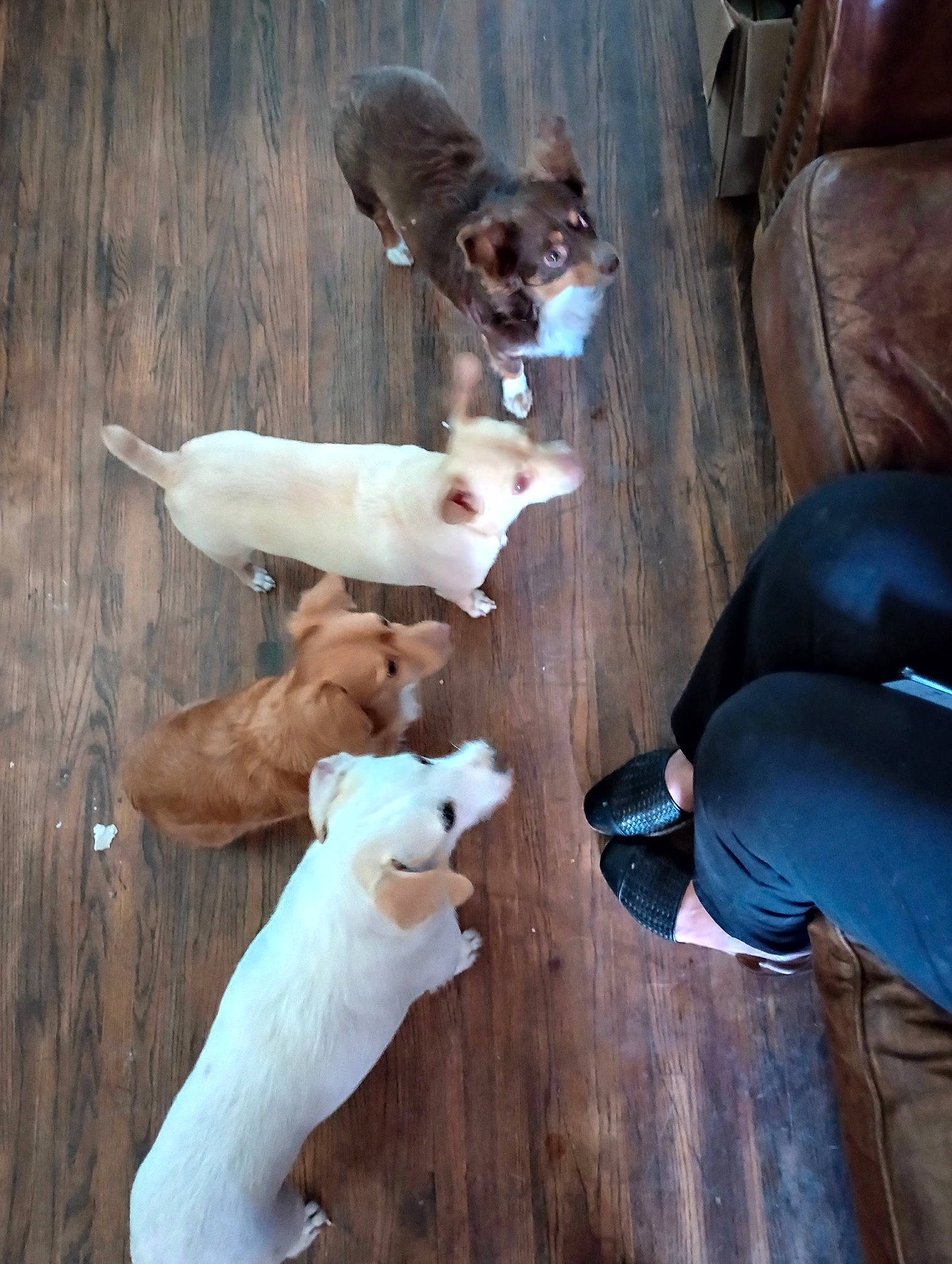 Jayjay joined the competition — help win amazing prizes! canidae, comfort, companion_dog, dog_breed, fawn, flooring, fur, hardwood, livestock, mammal, snout, sporting_group, sulphur_crested_cockatoo, tail, terrestrial_animal, toy, vertebrate, white, wood, working_animal