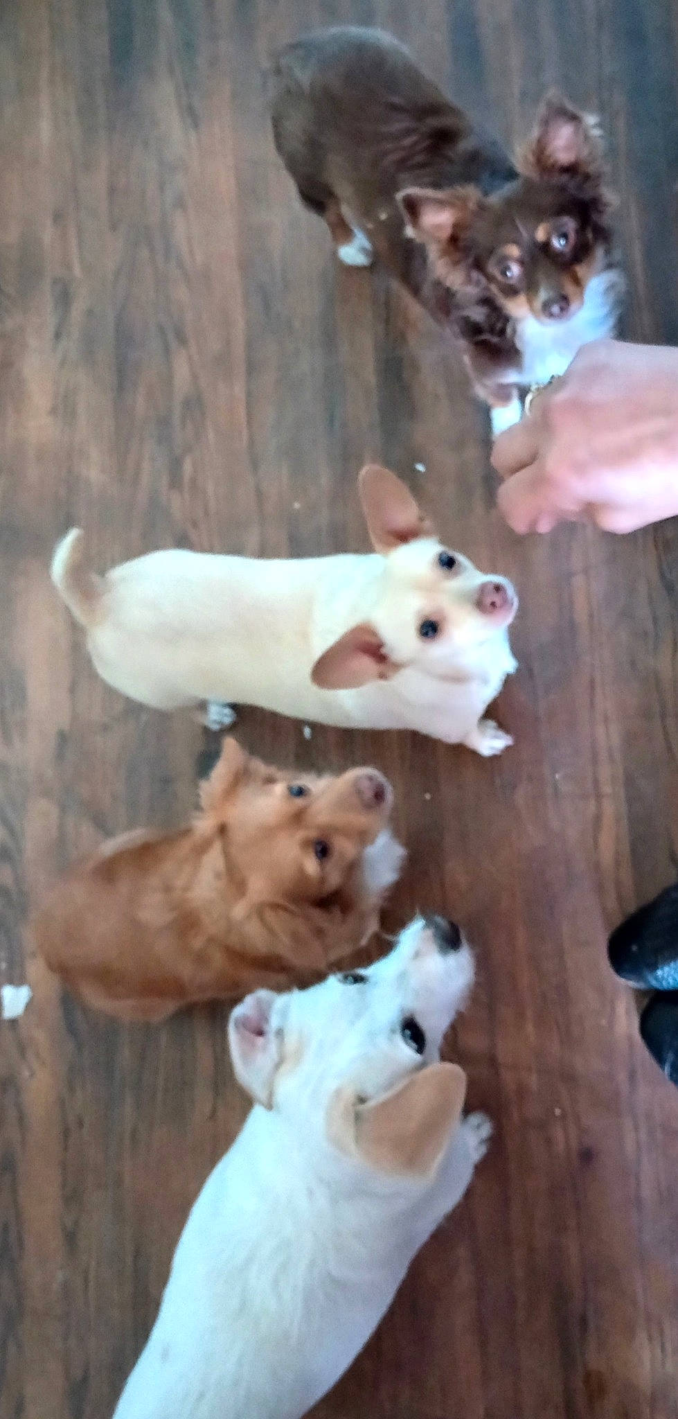 Jayjay joined the competition — help win amazing prizes! ancient_dog_breeds, canidae, carnivore, cat, companion_dog, dog_breed, fawn, fur, livestock, non_sporting_group, snout, sporting_group, tail, terrestrial_animal, toy_dog, whiskers, white, wood, working_animal