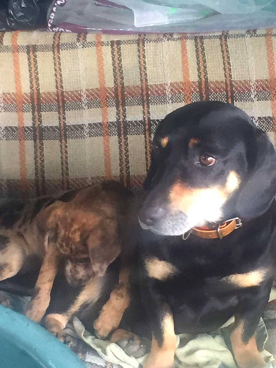 Jako participe au concours pour gagner de l'argent avec cette photo : canidae, carnivore, comfort, companion_dog, dog, dog_breed, guard_dog, hound, hunting_dog, liver, montenegrin_mountain_hound, pattern, pet_supply, plaid, sporting_group, tartan, terrestrial_animal, working_animal, working_dog