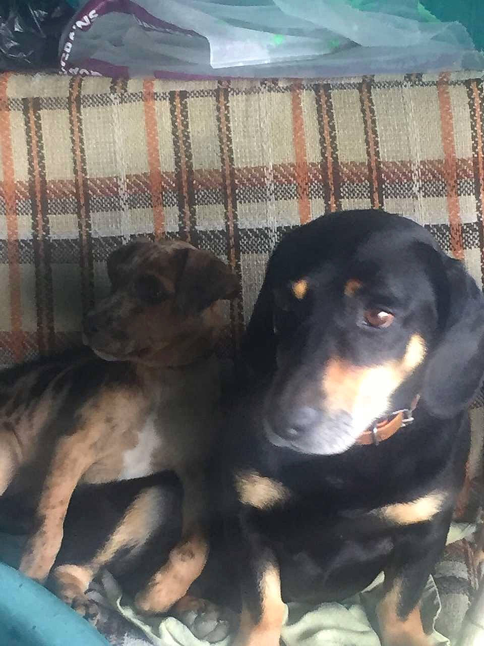 Jako participe au concours pour gagner de l'argent avec cette photo : austrian_black_and_tan_hound, canidae, carnivore, comfort, companion_dog, dog, dog_breed, guard_dog, hound, hunting_dog, mammal, metal, pet_supply, snout, sporting_group, terrestrial_animal, working_animal, working_dog