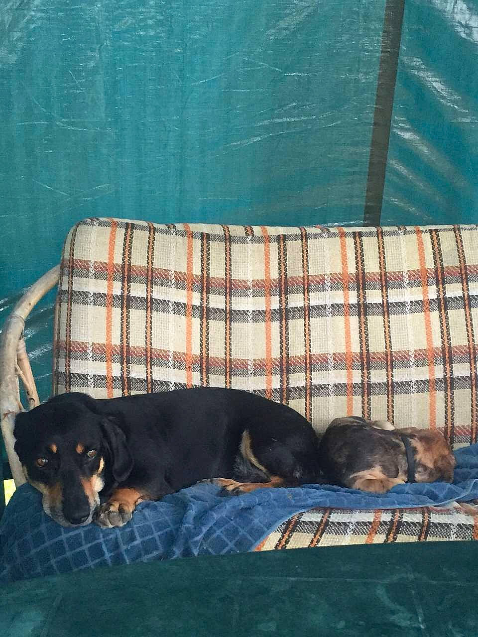 Jako a rejoint le concours — aidez-le/la à gagner de superbes lots ! canidae, carnivore, companion_dog, dog, dog_breed, dog_supply, flooring, fur, pattern, pet_supply, rectangle, shadow, studio_couch, tail, terrestrial_animal, tints_and_shades, vertebrate, wood, working_animal, working_dog