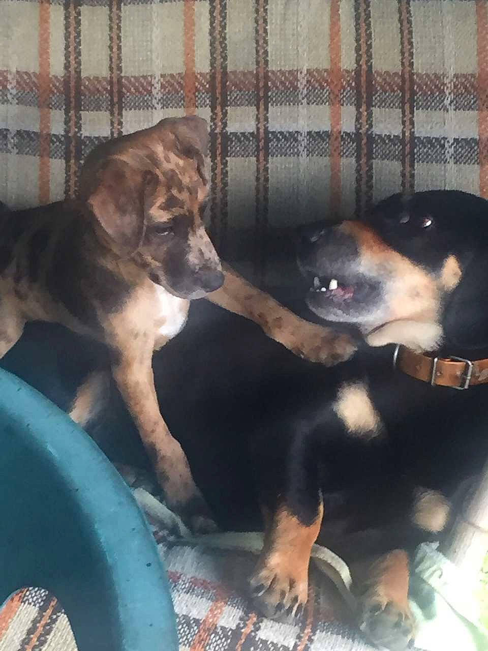 Jako participe au concours pour gagner de l'argent avec cette photo : canidae, carnivore, comfort, companion_dog, dog, dog_breed, dog_supply, fawn, fence, hunting_dog, mesh, metal, paw, pet_supply, sharing, snout, sporting_group, terrestrial_animal, working_animal, working_dog