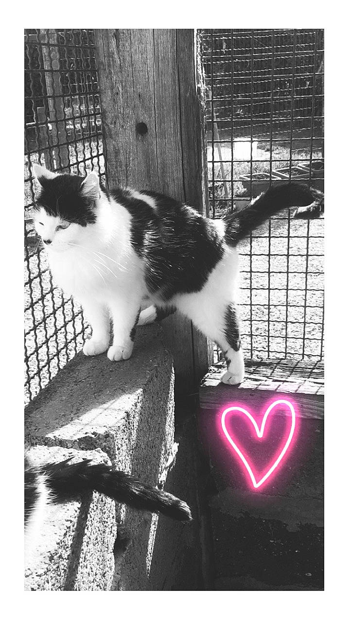 Fiona participe au concours pour gagner de l'argent avec cette photo : art, black, black_and_white, carnivore, cat, domestic_short_haired_cat, felidae, fur, monochrome, monochrome_photography, paw, sitting, small_to_medium_sized_cats, snapshot, snout, style, tail, whiskers, white, window