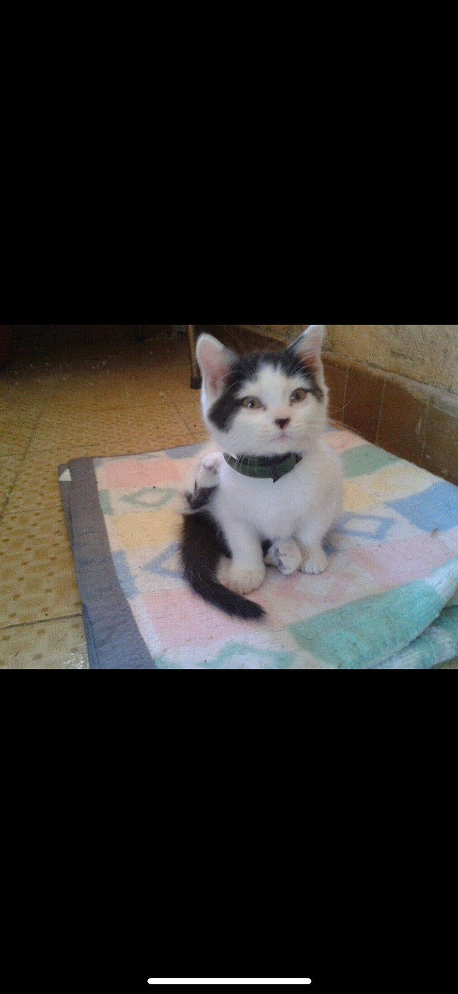 Fiona a rejoint le concours — aidez-le/la à gagner de superbes lots ! carnivore, cat, comfort, companion_dog, domestic_short_haired_cat, felidae, flooring, fur, hardwood, metal, paw, photo_caption, rectangle, small_to_medium_sized_cats, snout, square, tail, terrestrial_animal, whiskers, wood