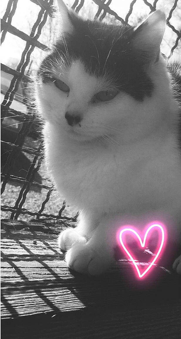 Fiona participe au concours pour gagner de l'argent avec cette photo : beauty, black_and_white, carnivore, cat, eye, felidae, light, mammal, monochrome, monochrome_photography, nose, organ, photograph, small_to_medium_sized_cats, snapshot, snout, style, tree, whiskers, white