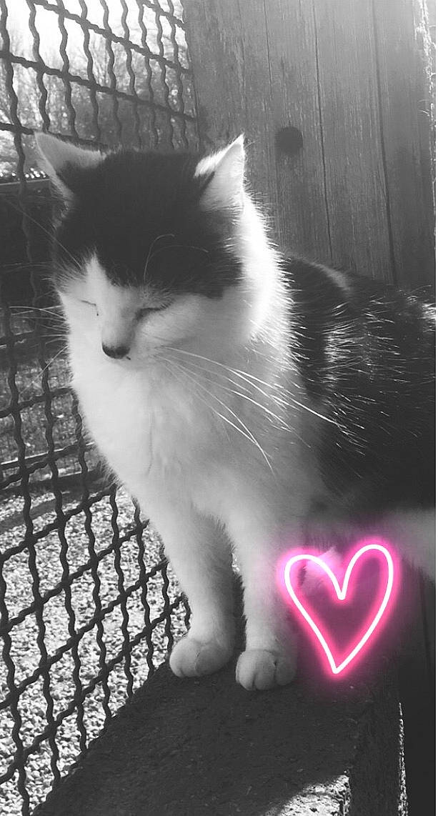 Fiona a rejoint le concours — aidez-le/la à gagner de superbes lots ! black, black_and_white, carnivore, cat, felidae, human_body, leg, mesh, monochrome, monochrome_photography, organ, photograph, small_to_medium_sized_cats, snapshot, snout, style, tail, tints_and_shades, whiskers, white