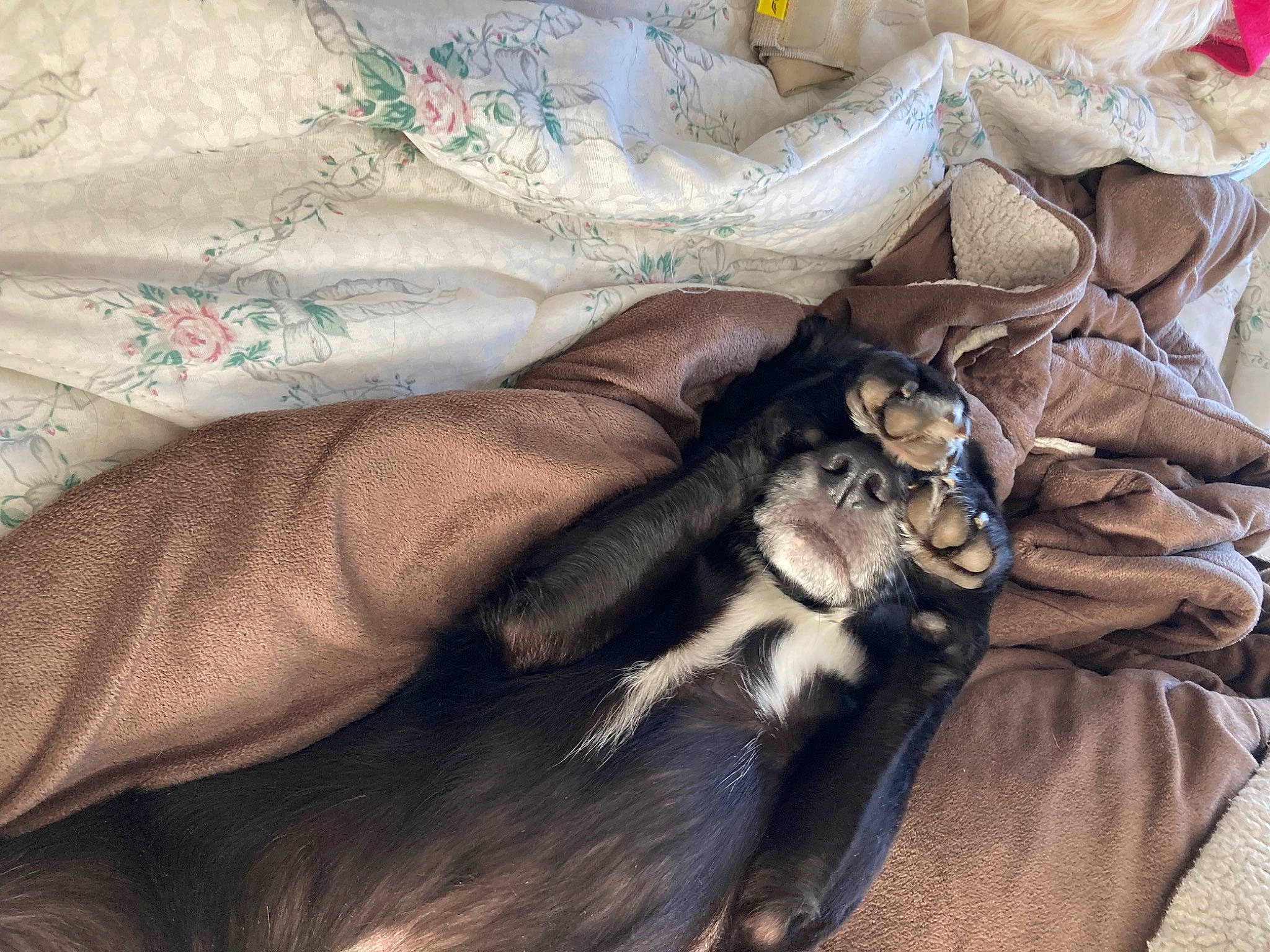 Ellie is registered to the contest to win money with this photo: bed_sheet, bedding, carnivore, cat, claw, comfort, companion_dog, domestic_short_haired_cat, felidae, fur, human_leg, linens, nail, pattern, paw, sleeve, small_to_medium_sized_cats, tail, textile, whiskers