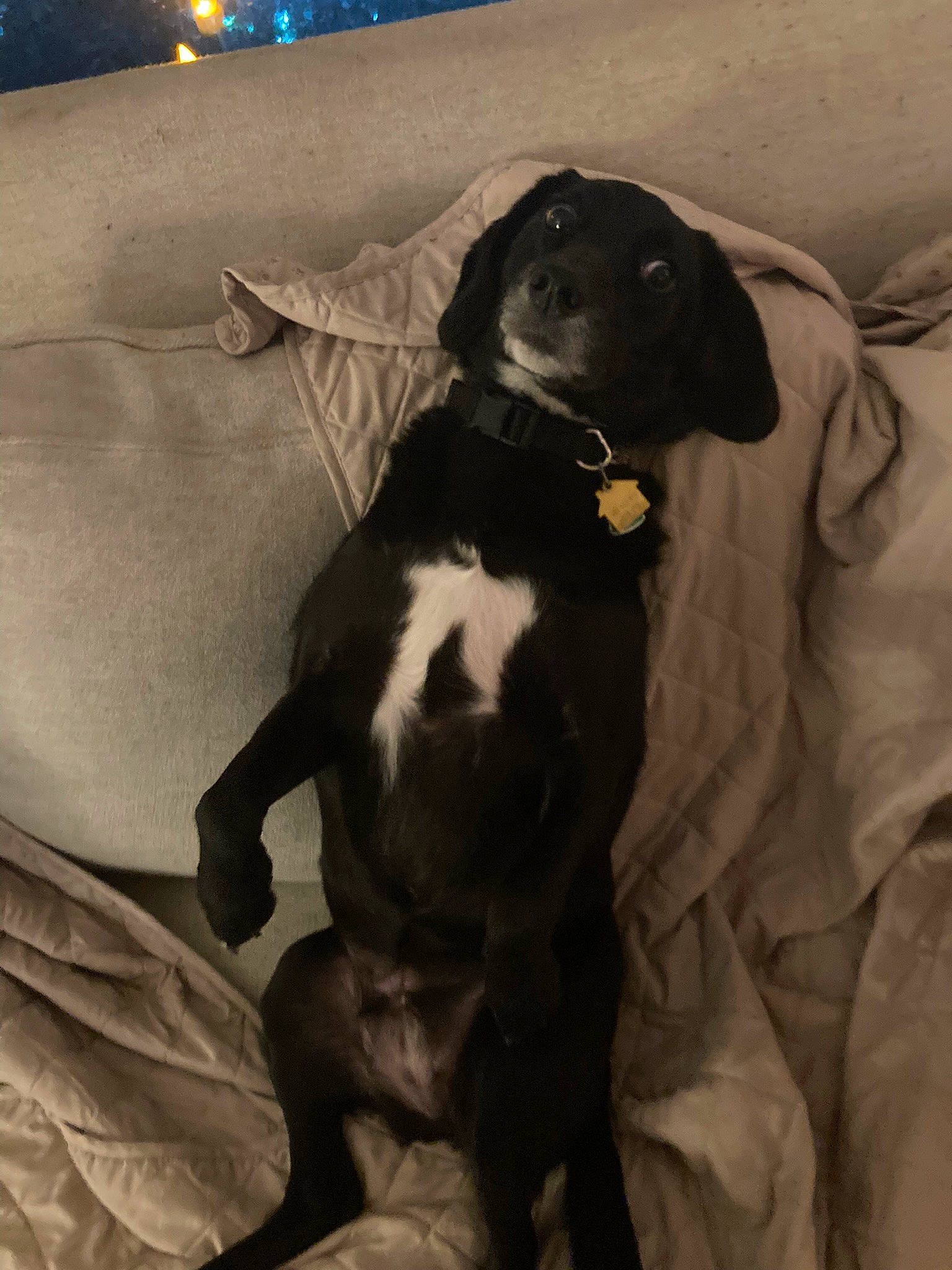 Ellie is registered to the contest to win money with this photo: borador, canidae, carnivore, comfort, companion_dog, dog, dog_breed, fawn, fur, guard_dog, gun_dog, hunting_dog, non_sporting_group, sleeve, snout, sporting_group, tail, terrestrial_animal, working_animal