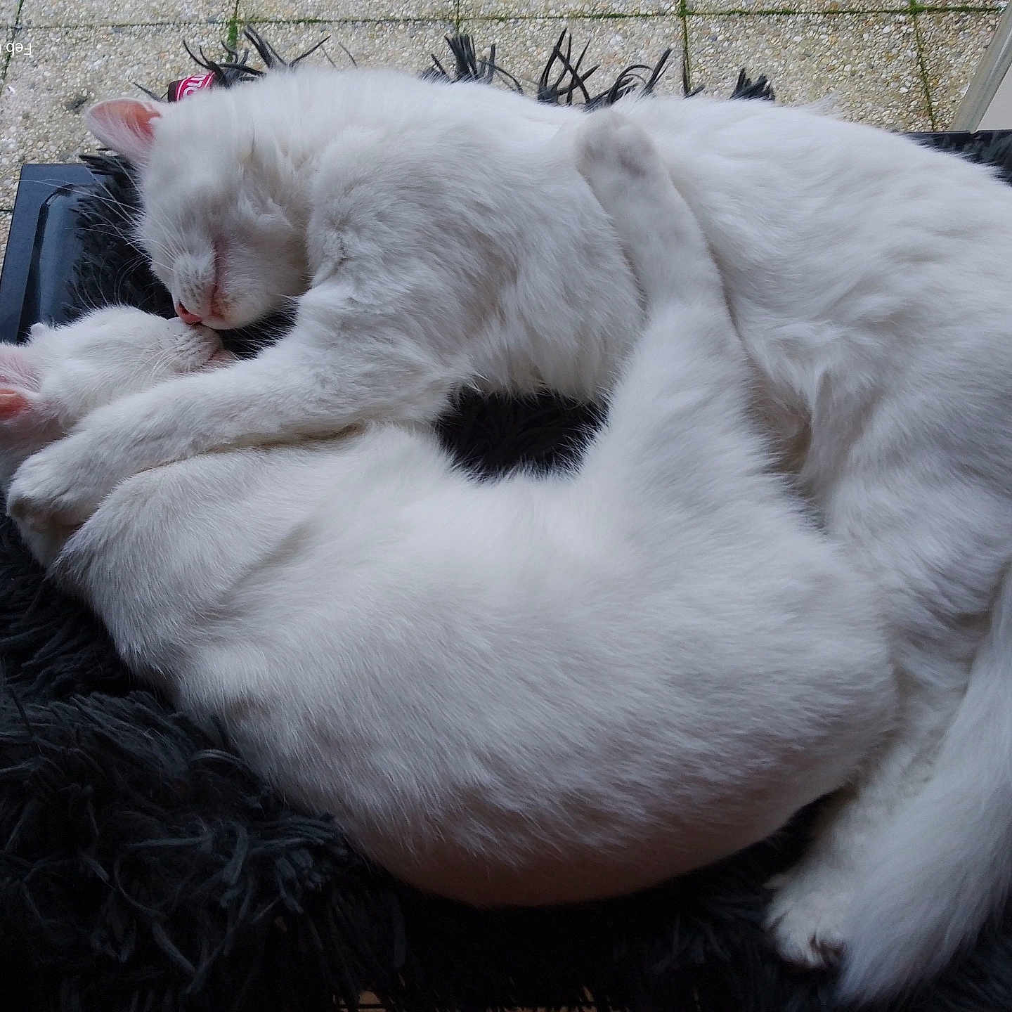 Stitch Et Ninou participe au concours pour gagner de l'argent avec cette photo : cat, white_cat, two_cats, sleeping, cuddling, pet, furry, indoor, window, black_blanket, cozy, resting, animal, cute, fur, nap, domestic, companionship, peaceful, relaxation