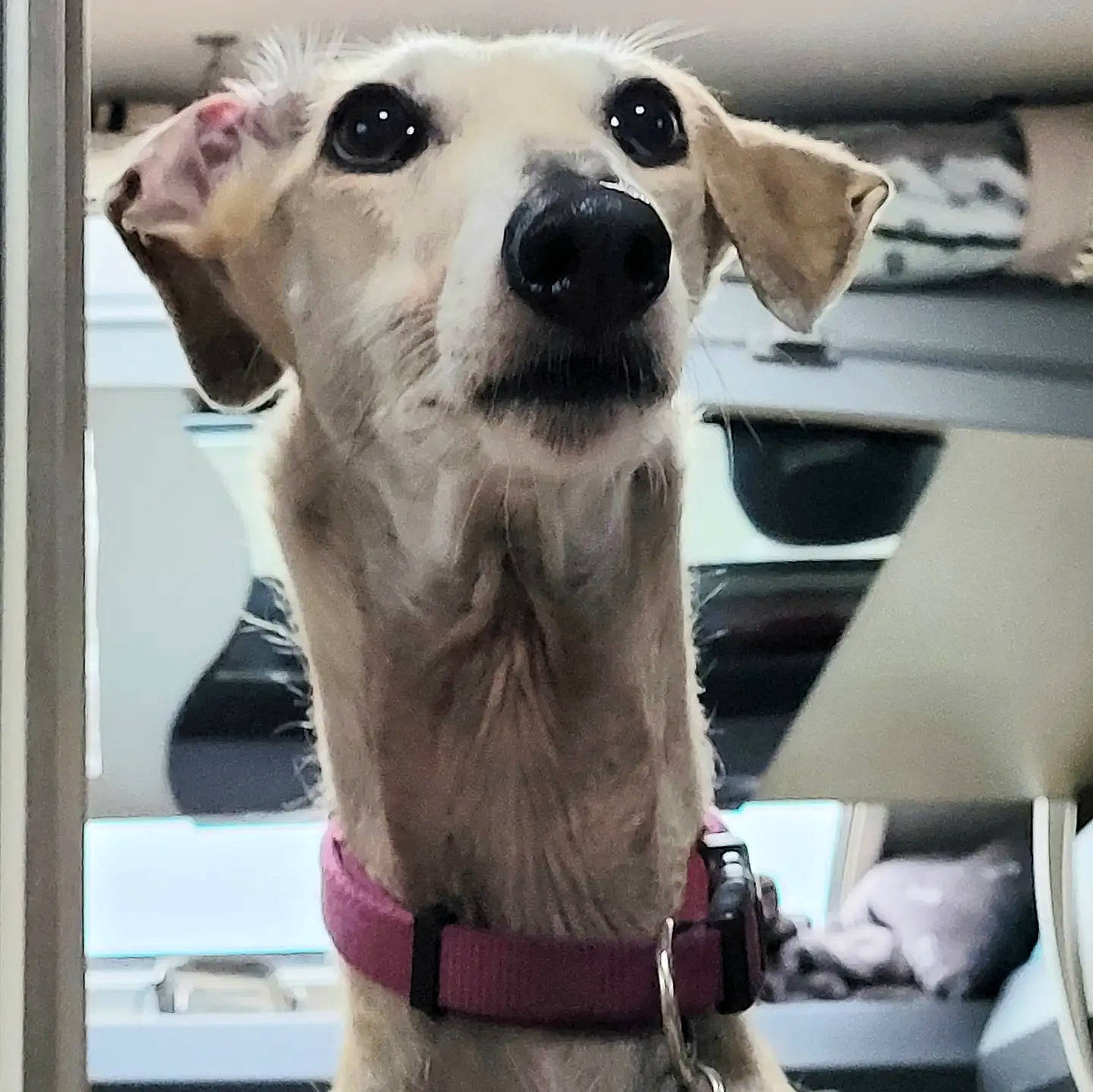 Oneil participe au concours pour gagner de l'argent avec cette photo : aircraft, canidae, carnivore, collar, companion_dog, dog, dog_breed, dog_collar, fawn, fur, jaw, metal, non_sporting_group, pet_supply, selfie, snout, sporting_group, vehicle, whiskers, working_animal