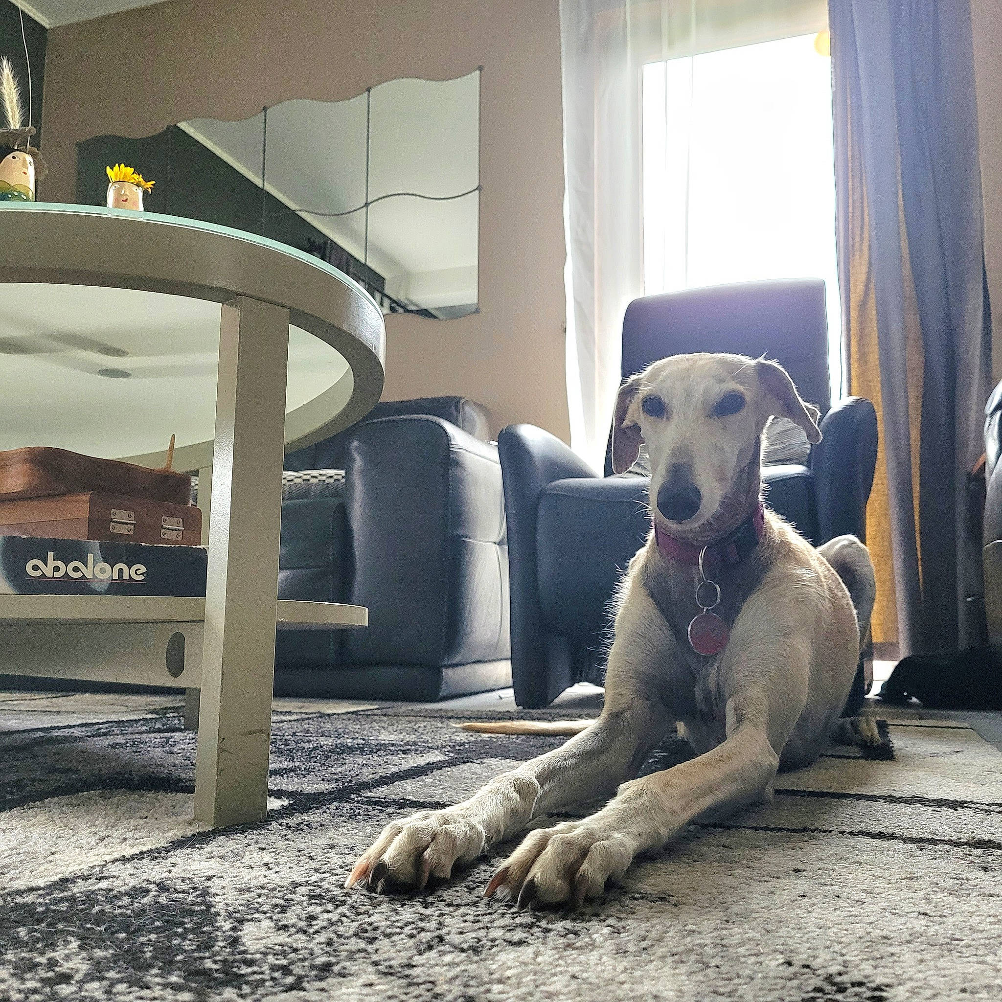 Oneil participe au concours pour gagner de l'argent avec cette photo : automotive_tire, canidae, carnivore, comfort, companion_dog, curtain, dog, dog_breed, fawn, floor, flooring, foot, grey, human_leg, sitting, snout, sporting_group, tail, window, working_animal