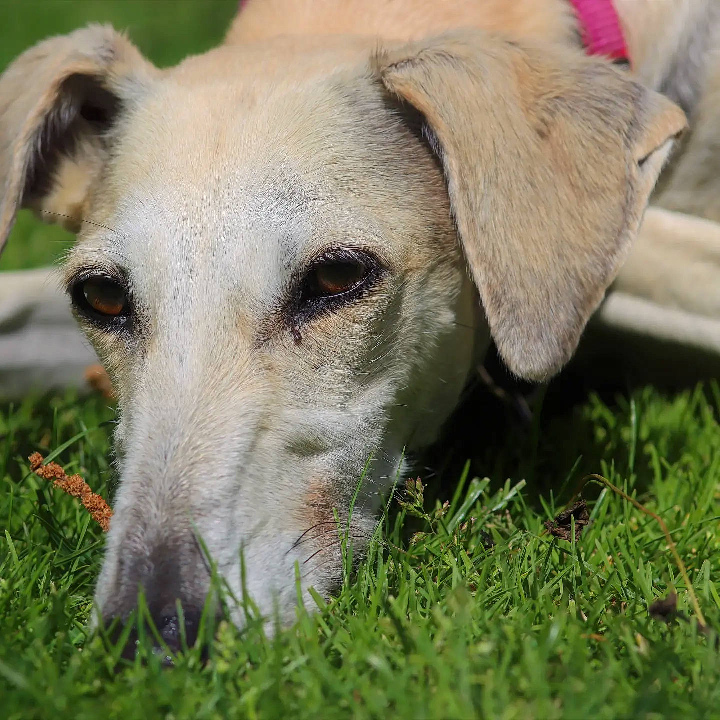 Oneil a rejoint le concours — aidez-le/la à gagner de superbes lots ! canidae, carnivore, companion_dog, dog, dog_breed, fawn, fur, grass, plant, snout, sporting_group, terrestrial_animal, whiskers, wildlife, working_animal