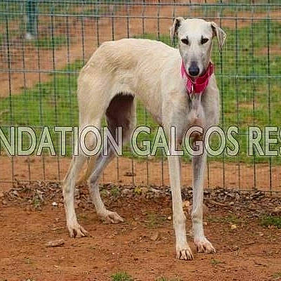 Oneil participe au concours pour gagner de l'argent avec cette photo : animal_sports, carnivore, collar, companion_dog, dog, dog_breed, dog_sports, dog_supply, fawn, fence, giant_dog_breed, grass, pet_supply, rampur_greyhound, sighthound, snout, sporting_group, tail, terrestrial_animal, working_animal