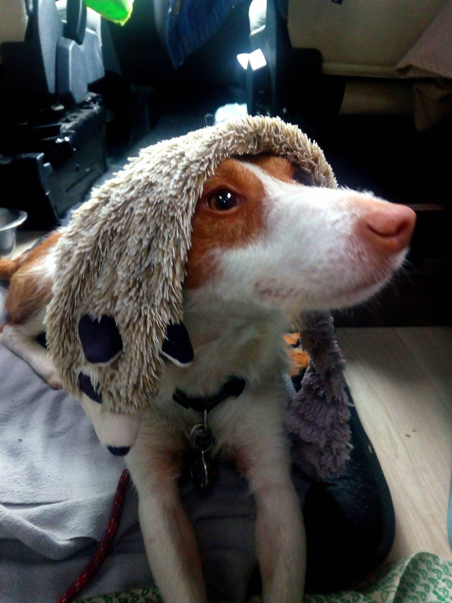 Tex a rejoint le concours — aidez-le/la à gagner de superbes lots ! canidae, carnivore, collar, companion_dog, dog, dog_breed, dog_collar, dog_supply, english_setter, fawn, fur, gun_dog, leash, liver, pet_supply, snout, spaniel, sporting_group, whiskers, working_animal