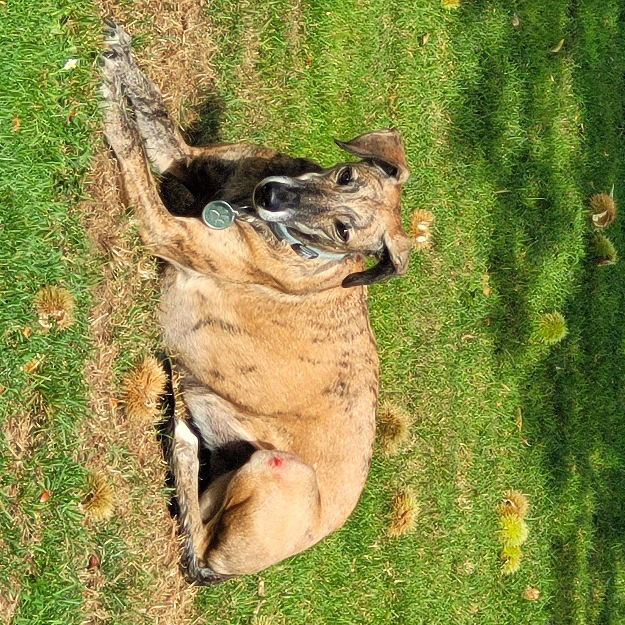 Cufi a rejoint le concours — aidez-le/la à gagner de superbes lots ! big_cats, canidae, carnivore, dog, dog_breed, fawn, felidae, foot, grass, plant, snout, soil, sporting_group, tail, terrestrial_animal, tree, trunk, whiskers, wood, working_animal