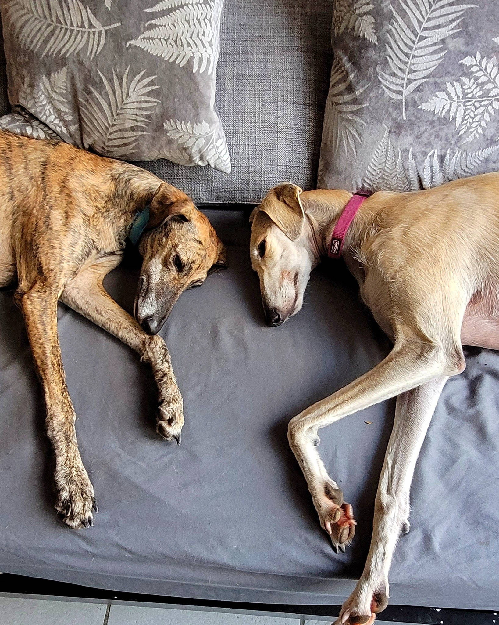 Cufi a rejoint le concours — aidez-le/la à gagner de superbes lots ! art, canidae, carnivore, comfort, companion_dog, couch, dog, dog_breed, dog_supply, fawn, fur, furniture, hardwood, linens, liver, sporting_group, studio_couch, tail, wood, working_animal