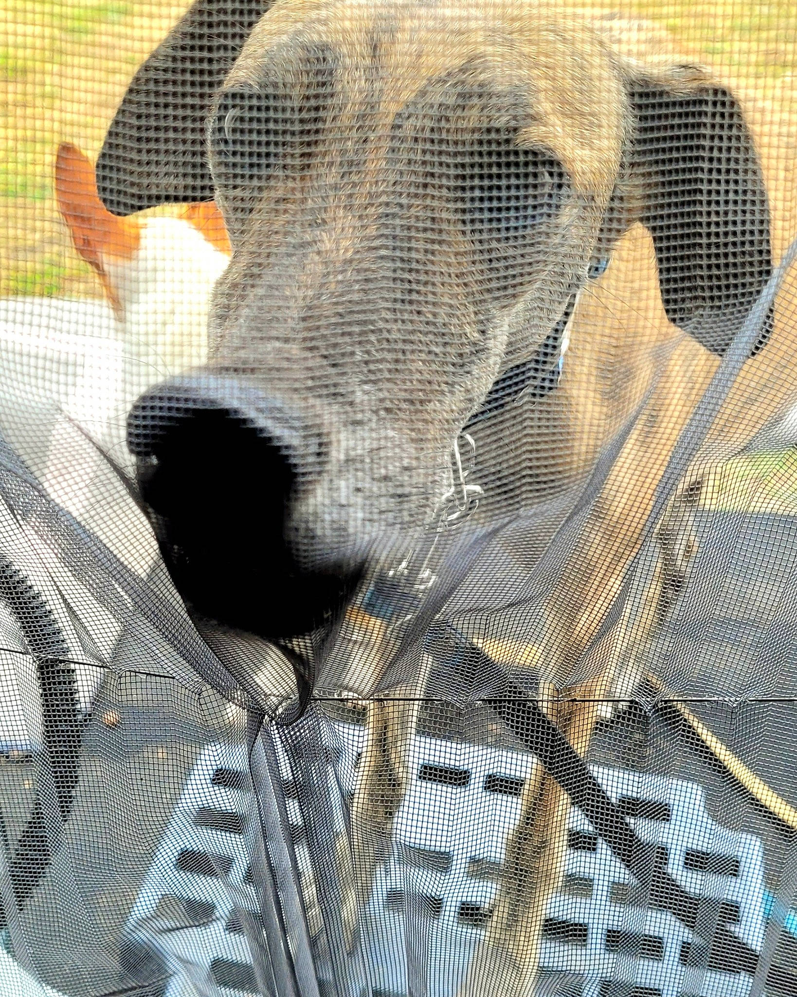 Cufi a rejoint le concours — aidez-le/la à gagner de superbes lots ! animal_shelter, art, cage, carnivore, companion_dog, dog, dog_breed, dog_supply, fawn, mesh, pattern, pet_supply, service, snout, sporting_group, terrestrial_animal, visual_arts, whiskers, wire_fencing, working_animal